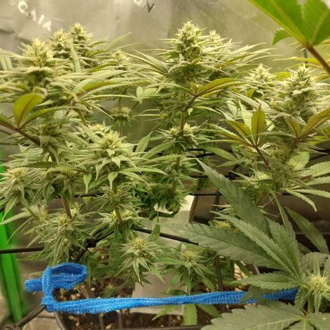 Skywalker Haze growlog timeline photo