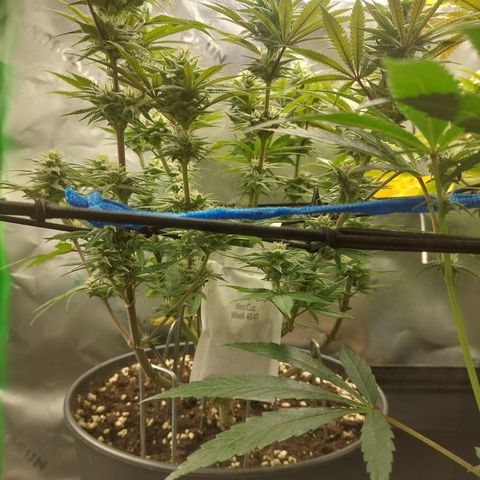 Skywalker Haze growlog timeline photo