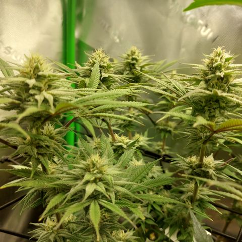 Skywalker Haze growlog timeline photo