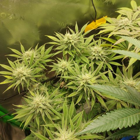 Skywalker Haze growlog timeline photo