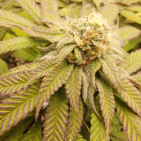 Orange Bud 2.0 growlog timeline photo