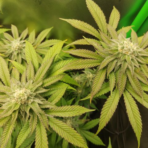 Orange Bud 2.0 growlog timeline photo