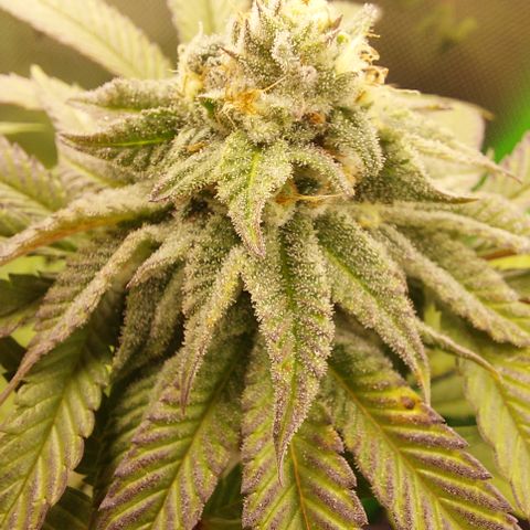 Orange Bud 2.0 growlog timeline photo