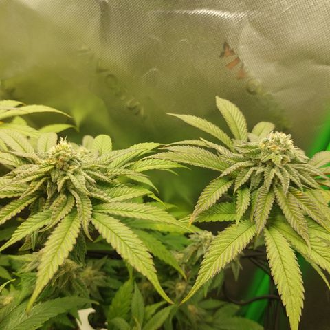Orange Bud 2.0 growlog timeline photo