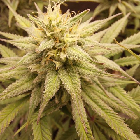 Skywalker Haze growlog timeline photo