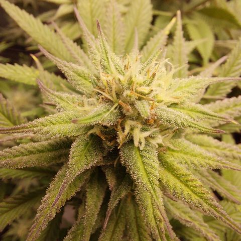 Skywalker Haze growlog timeline photo
