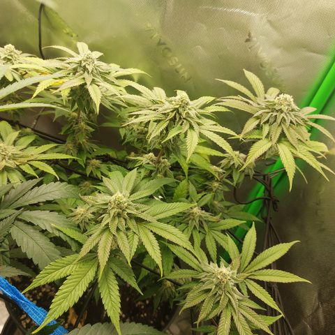 Orange Bud 2.0 growlog timeline photo
