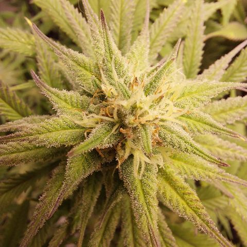 Skywalker Haze growlog timeline photo