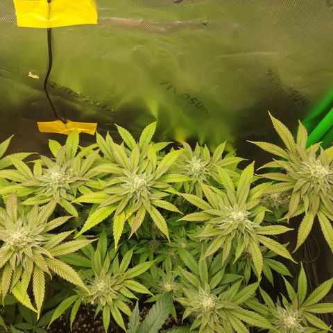 Orange Bud 2.0 growlog timeline photo