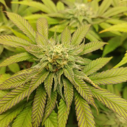 Orange Bud 2.0 growlog timeline photo