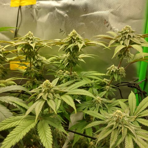 Orange Bud 2.0 growlog timeline photo