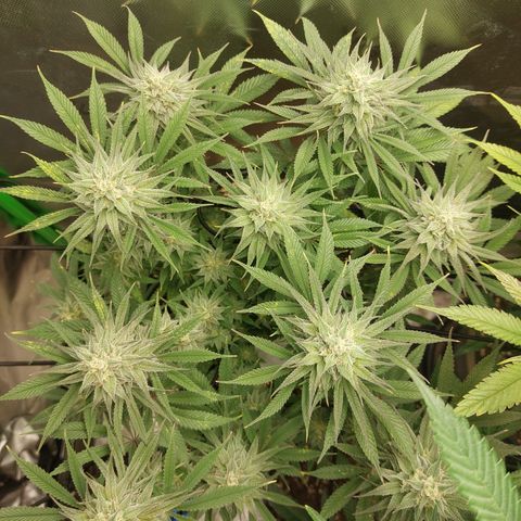 Skywalker Haze growlog timeline photo