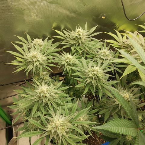 Skywalker Haze growlog timeline photo