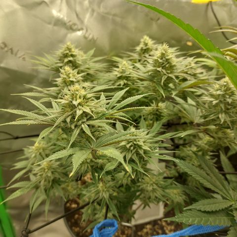 Skywalker Haze growlog timeline photo