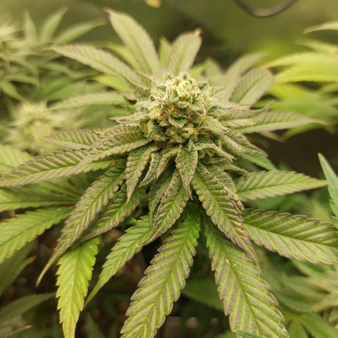 Orange Bud 2.0 growlog timeline photo