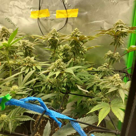Orange Bud 2.0 growlog timeline photo