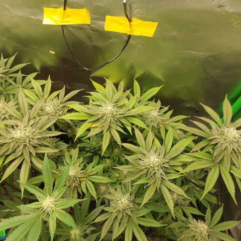 Orange Bud 2.0 growlog timeline photo