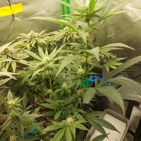 Wedding cake growlog timeline photo
