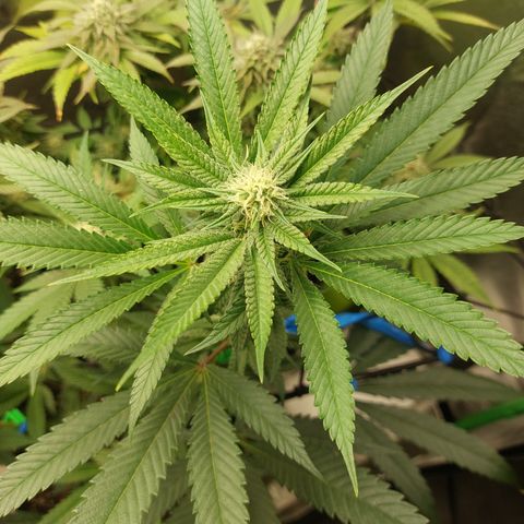 Wedding cake growlog timeline photo