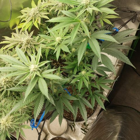 Wedding cake growlog timeline photo
