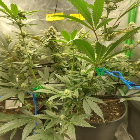 Wedding cake growlog timeline photo
