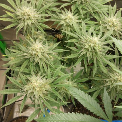 Skywalker Haze growlog timeline photo