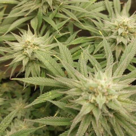 Skywalker Haze growlog timeline photo