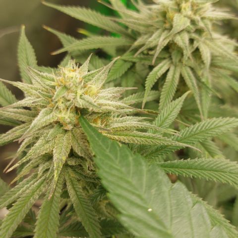 Skywalker Haze growlog timeline photo