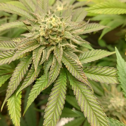 Orange Bud 2.0 growlog timeline photo