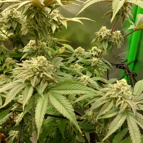Orange Bud 2.0 growlog timeline photo