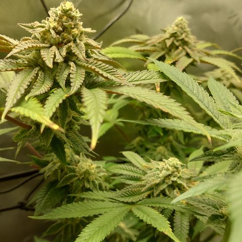 Orange Bud 2.0 growlog timeline photo