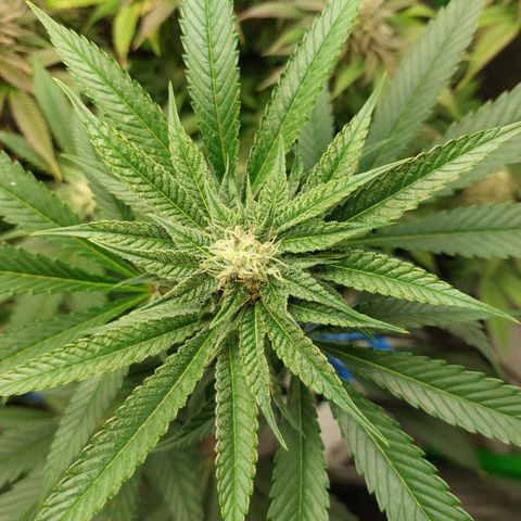 Wedding cake growlog timeline photo