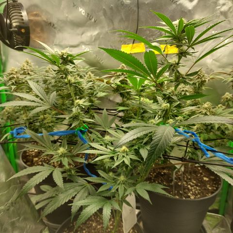 Wedding cake growlog timeline photo