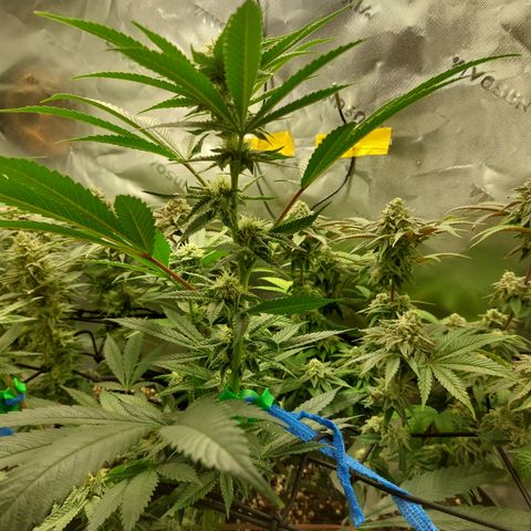 Wedding cake growlog timeline photo