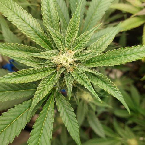 Wedding cake growlog timeline photo