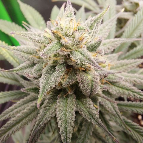 Skywalker Haze growlog timeline photo