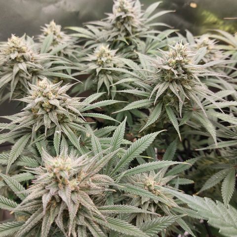 Skywalker Haze growlog timeline photo