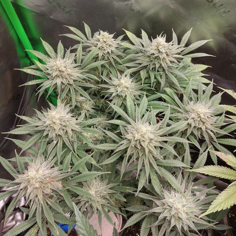 Skywalker Haze growlog timeline photo