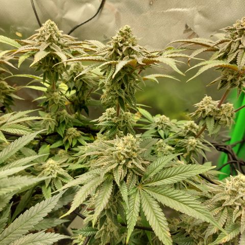 Orange Bud 2.0 growlog timeline photo