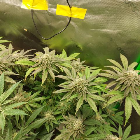 Orange Bud 2.0 growlog timeline photo