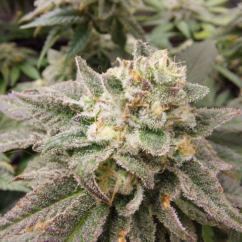 Orange Bud 2.0 growlog timeline photo