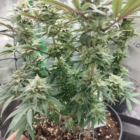Skywalker Haze growlog timeline photo