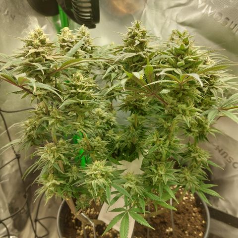 Skywalker Haze growlog timeline photo