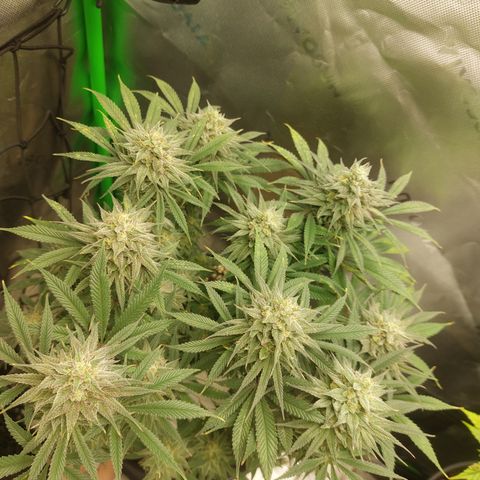 Skywalker Haze growlog timeline photo