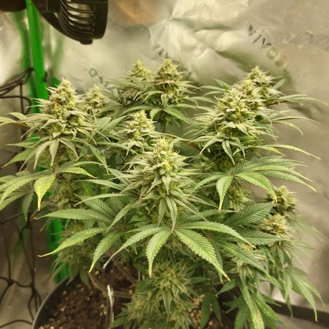 Skywalker Haze growlog timeline photo