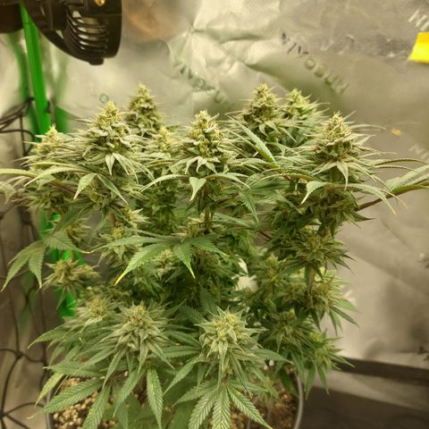 Skywalker Haze growlog timeline photo