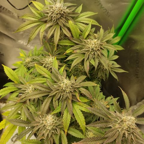 Orange Bud 2.0 growlog timeline photo