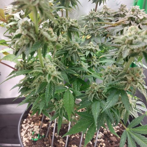 Orange Bud 2.0 growlog timeline photo