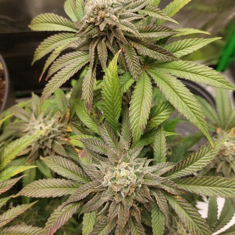 Orange Bud 2.0 growlog timeline photo