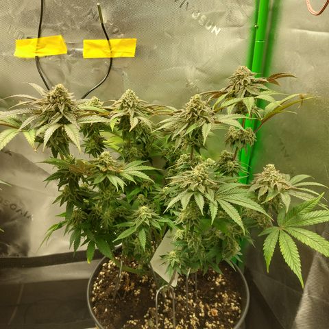 Orange Bud 2.0 growlog timeline photo